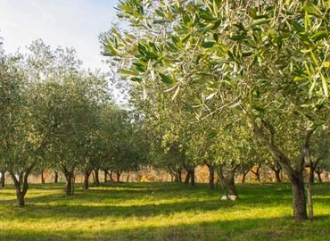 maslinici