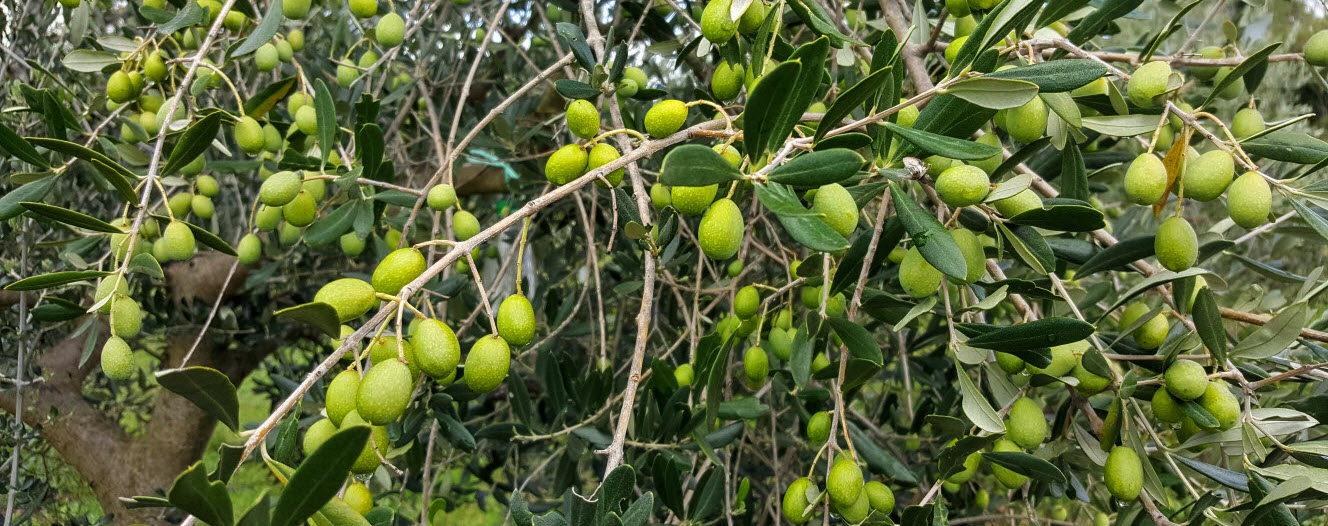 Bianchera Istriana Bianchera Istriana