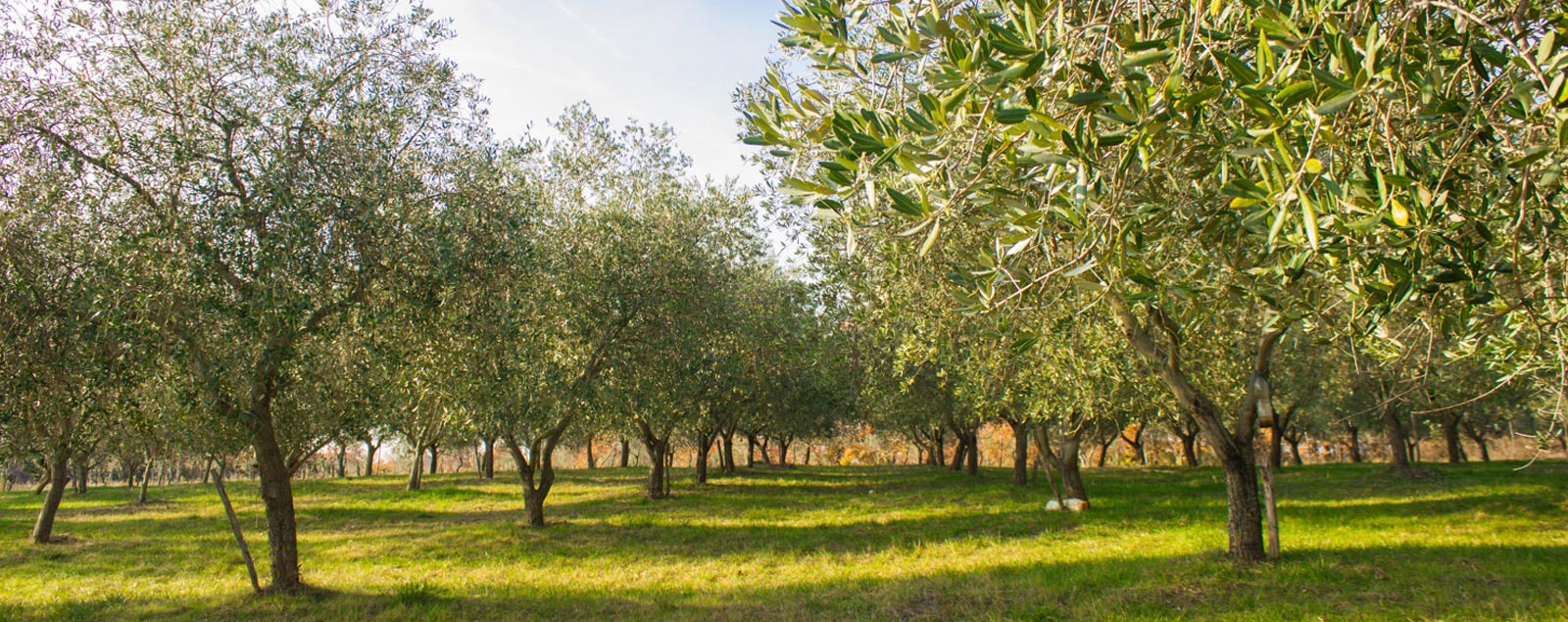 il nostro oliveto Zacrikva oliveto istriano