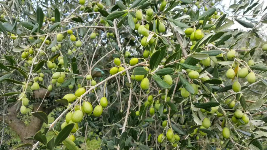Istarska bjelica - plodovi u našem masliniku Kamenjak istarska bjelica