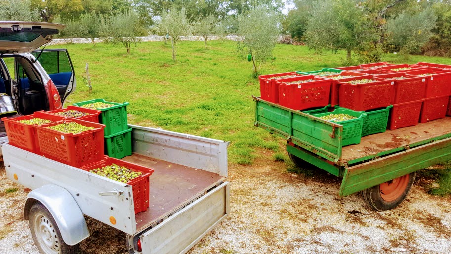 900 kg maslina OPG-a Rakovac 900 kg maslina
