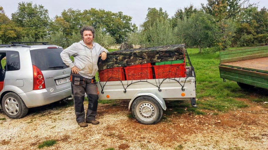 masline spremne za uljaru masline spremne za uljaru