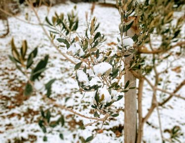 oliva sotto la neve