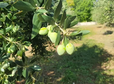 buža puntoža