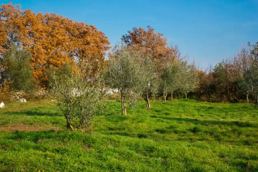 maslinik Vrta Rakovci